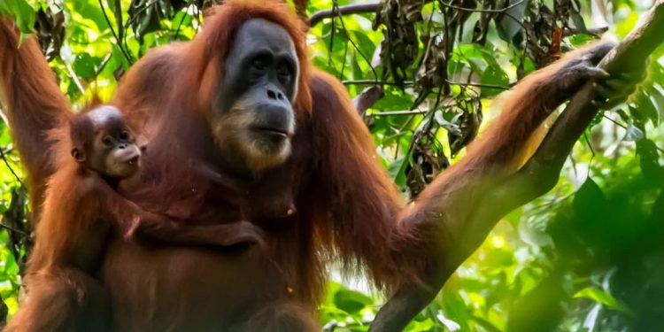 Global Biodiversity Agreement Mobilises $200 Billion Boost for Nature