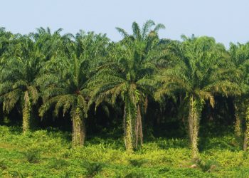 DR Congo Officially Becomes CPOPC Member, Strengthening Global Palm Oil Industry