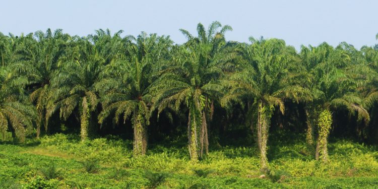 DR Congo Officially Becomes CPOPC Member, Strengthening Global Palm Oil Industry
