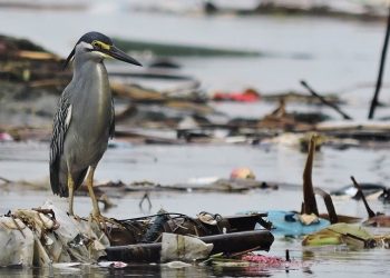 Study: Discarded Plastic causes Alzheimer’s-Like Damage in Seabirds