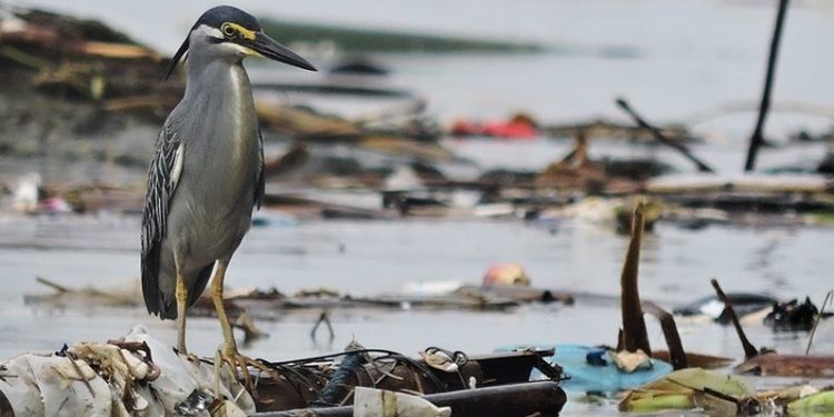 Study: Discarded Plastic causes Alzheimer’s-Like Damage in Seabirds