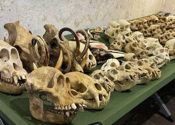 Indonesian Government Thwarts Smuggling of Dozens of Orangutan Specimens to the US and UK