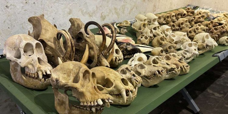Indonesian Government Thwarts Smuggling of Dozens of Orangutan Specimens to the US and UK
