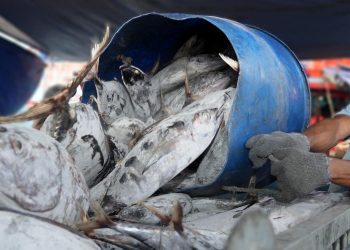 Why is it Difficult for Indonesian Fishery Products to Penetrate the International Market?