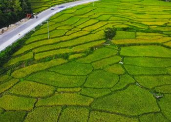 ADB, CGIAR, and Gates Foundation Partner to Transform Rice Sector