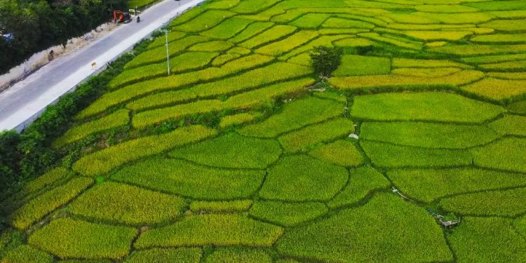 ADB, CGIAR, and Gates Foundation Partner to Transform Rice Sector
