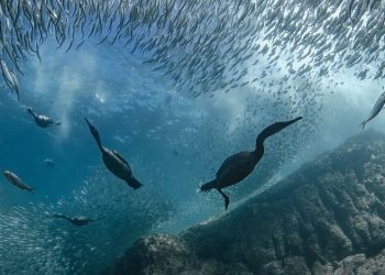 UN Ocean Summit in Nice Closes with Wave of Commitments