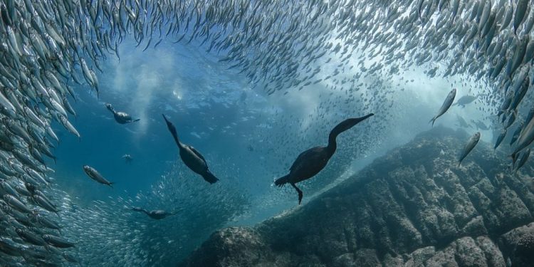 UN Ocean Summit in Nice Closes with Wave of Commitments