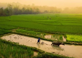ADB to Support Agrifood Systems Transformation in Lao PDR