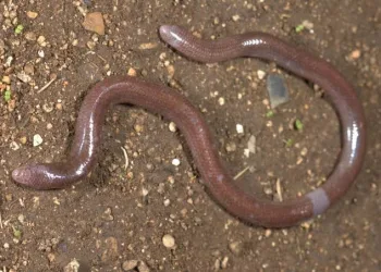 UGM and BRIN Researchers Discover New Legless Blind Skink in Buton Island Forests