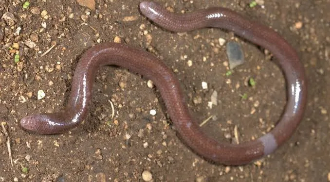 UGM and BRIN Researchers Discover New Legless Blind Skink in Buton Island Forests