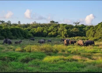 Indonesia Pioneers Natural Asset Valuation at Way Kambas National Park