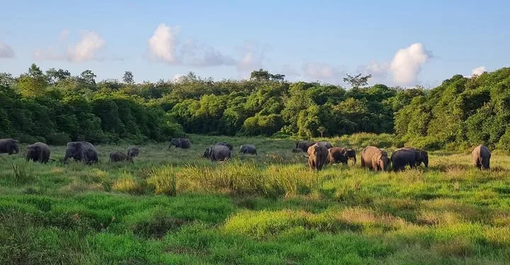 Indonesia Pioneers Natural Asset Valuation at Way Kambas National Park