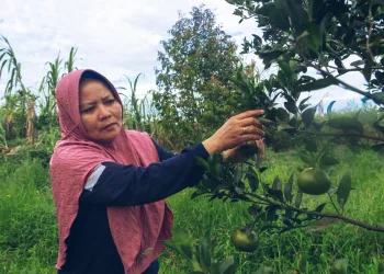 Local Leadership Powers Indonesia’s Climate Ambitions