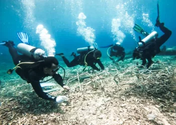 Indonesia Leads Global Efforts to Save the Coral Triangle