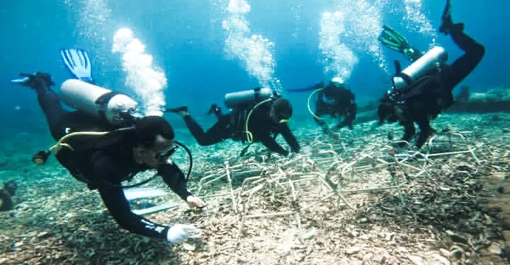 Indonesia Leads Global Efforts to Save the Coral Triangle