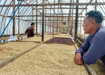Coffee Bean Husk Waste: The Hidden Raw Material for Exclusive Bukhur