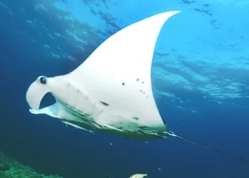 Indonesia and Malaysia Strengthen Cooperation on Monitoring Protected Fish Species