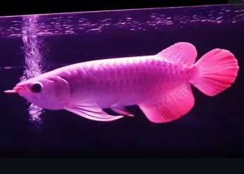 West Kalimantan Exports Super Red Arowana to 14 Countries