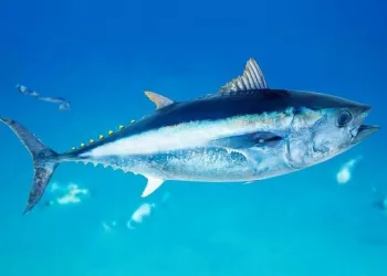 32nd Annual CCSBT Meeting: Indonesia Requests an Increase in Southern Bluefin Tuna Catch Quota