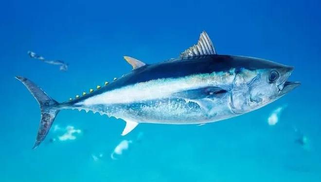 32nd Annual CCSBT Meeting: Indonesia Requests an Increase in Southern Bluefin Tuna Catch Quota