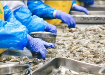 Indonesian Shrimp Exports to the U.S. Now Made Easier