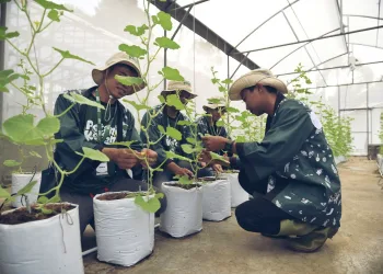 FAO Supports Farmer Regeneration in Indonesia