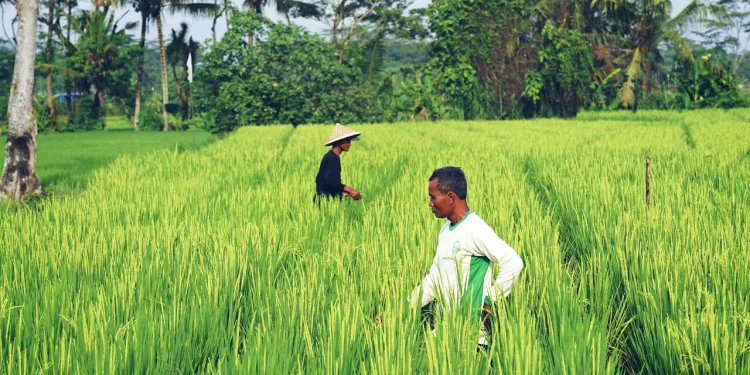 FAO Calls for Collective Actions to Deliver Healthy Food for All Indonesians