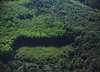FAO: Global Deforestation Slows Down, But World’s Forests Remain Under Threat
