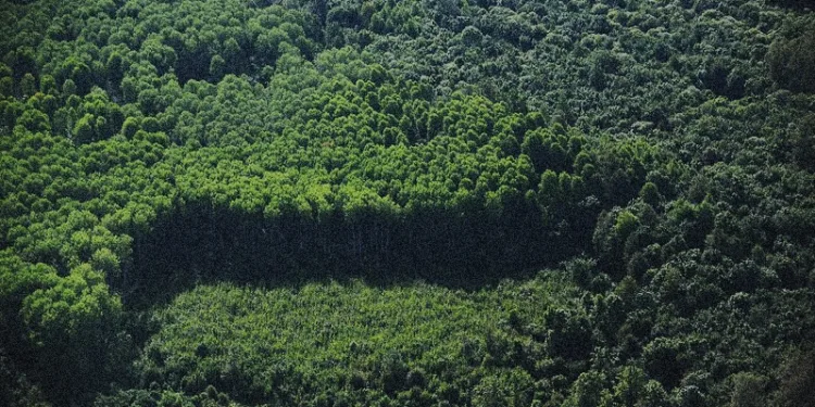 FAO: Global Deforestation Slows Down, But World’s Forests Remain Under Threat