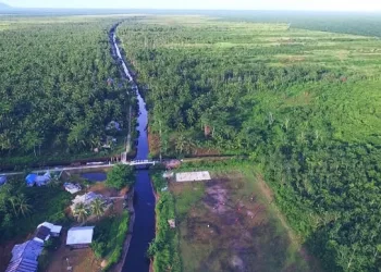 Indonesia Leads Global Climate Action and Tropical Peatland Restoration