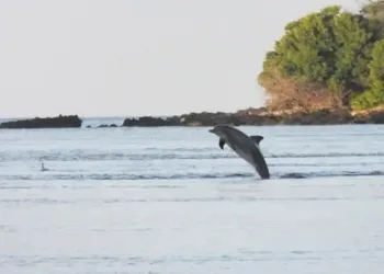 Rare Ocean Phenomenon “Extreme Upwelling Event” Shocks Alor Waters