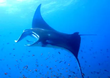 Indonesia Faces a Marine Biodiversity Crisis: Sharks and Rays Threatened with Extinction
