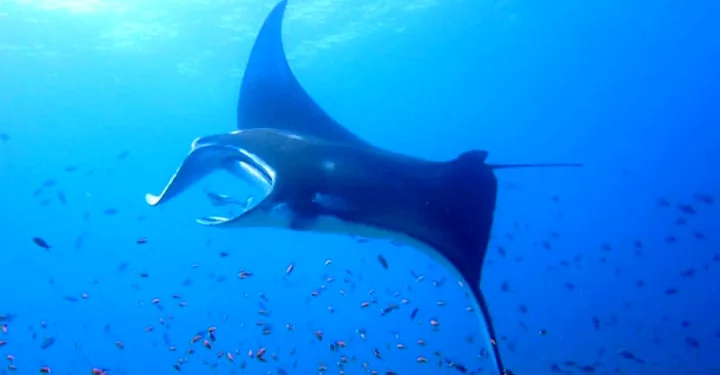 Indonesia Faces a Marine Biodiversity Crisis: Sharks and Rays Threatened with Extinction
