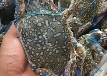 Indonesian Crab Exports to the US Now Made Easier