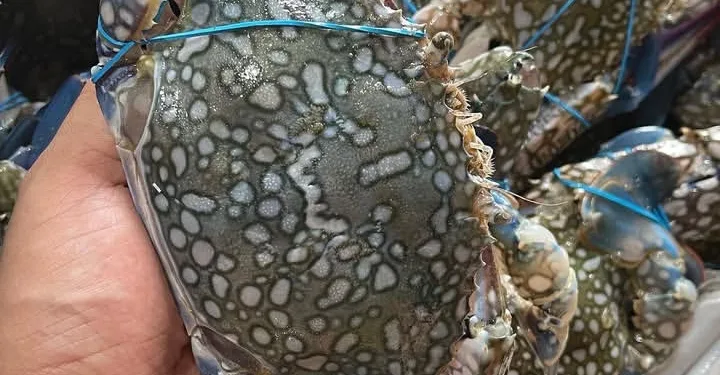 Indonesian Crab Exports to the US Now Made Easier