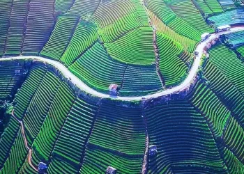 Indonesia Controls Global Rice Prices