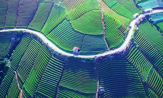 Indonesia Controls Global Rice Prices 1 Indonesia Controls Global Rice Prices