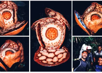 Discovery of Rare Rafflesia hasseltii in Sumatra Highlights Indonesia’s Extraordinary Biodiversity