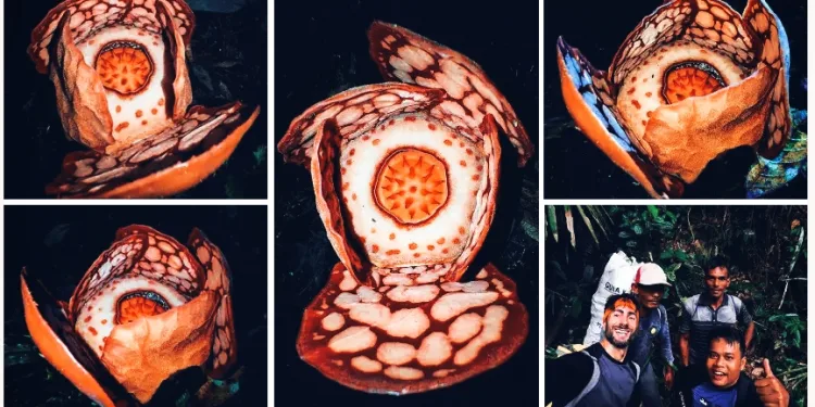 Discovery of Rare Rafflesia hasseltii in Sumatra Highlights Indonesia’s Extraordinary Biodiversity