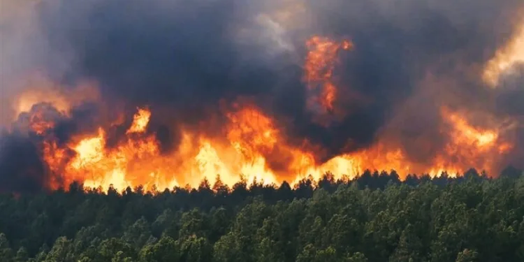 UNESCO Forests Burn as Iran Battles One of its Worst Wildfire Seasons