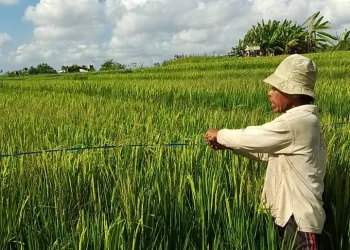 The Rice Trap in the National Food Self-Sufficiency Target