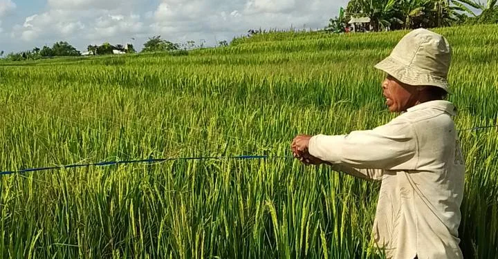 The Rice Trap in the National Food Self-Sufficiency Target