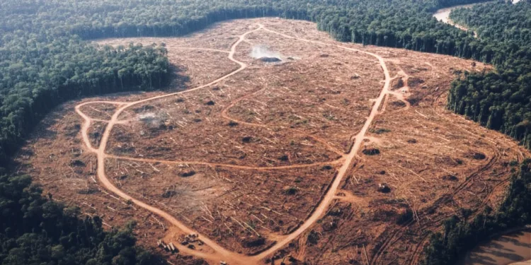 WALHI Reveals Seven Companies as Key Drivers of Ecological Disaster in Sumatra 1 WALHI Reveals Seven Companies as Key Drivers of Ecological Disaster in Sumatra