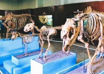 Bogor Zoological Museum Holds the Largest Faunal Collection in Southeast Asia