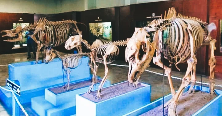 Bogor Zoological Museum Holds the Largest Faunal Collection in Southeast Asia