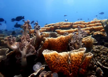 Indonesia’s Oceans Turning Acidic: Coral Reefs Could Collapse Within a Decade