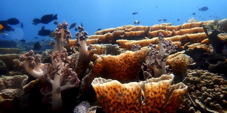 Indonesia’s Oceans Turning Acidic: Coral Reefs Could Collapse Within a Decade