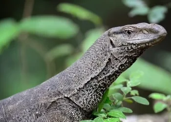 Indonesia’s Abundant Monitor Lizards