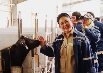 Food Paradox: Indonesia Rich in Cattle, Yet 80% of Milk Supply Still Imported